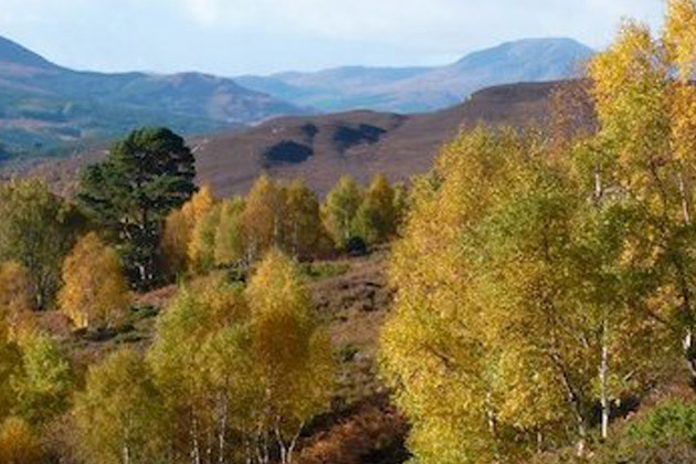 Trees for Life - Rewilding Allt Ruadh